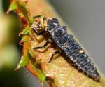 lady-bug-larvae
