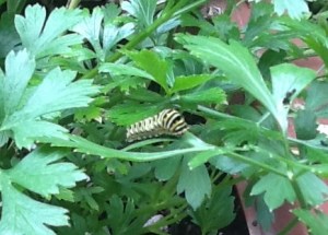 swallowtailcropped