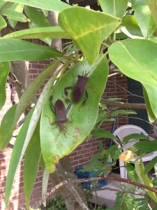 leaf-footed bugs 1