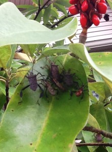 leaf-footed bugs 3
