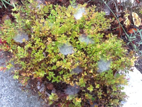 spirea2