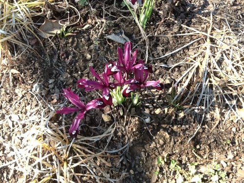 first irises 11mar