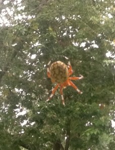 araneus cropped