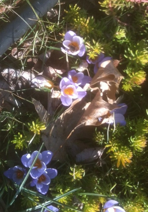 crocus2cropped