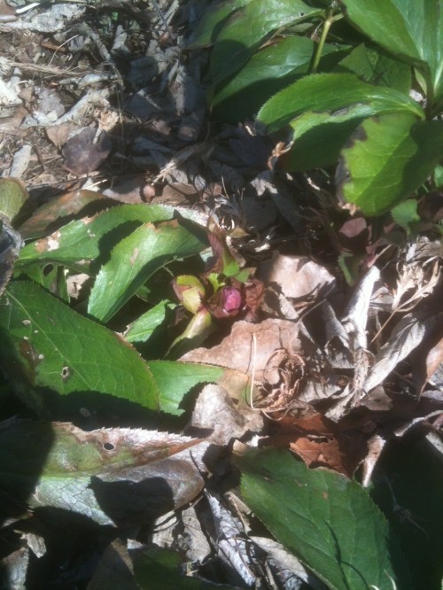 hellebore1