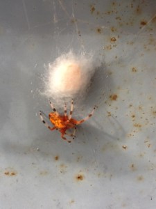 mama spider