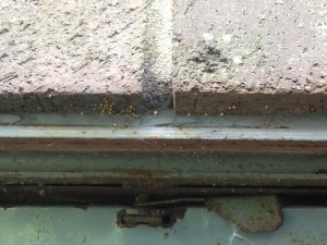 spiderlings on brickwork