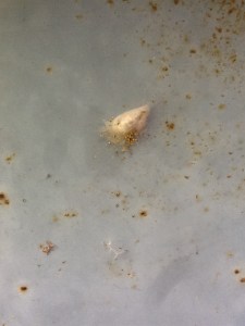 spiderlings with egg case