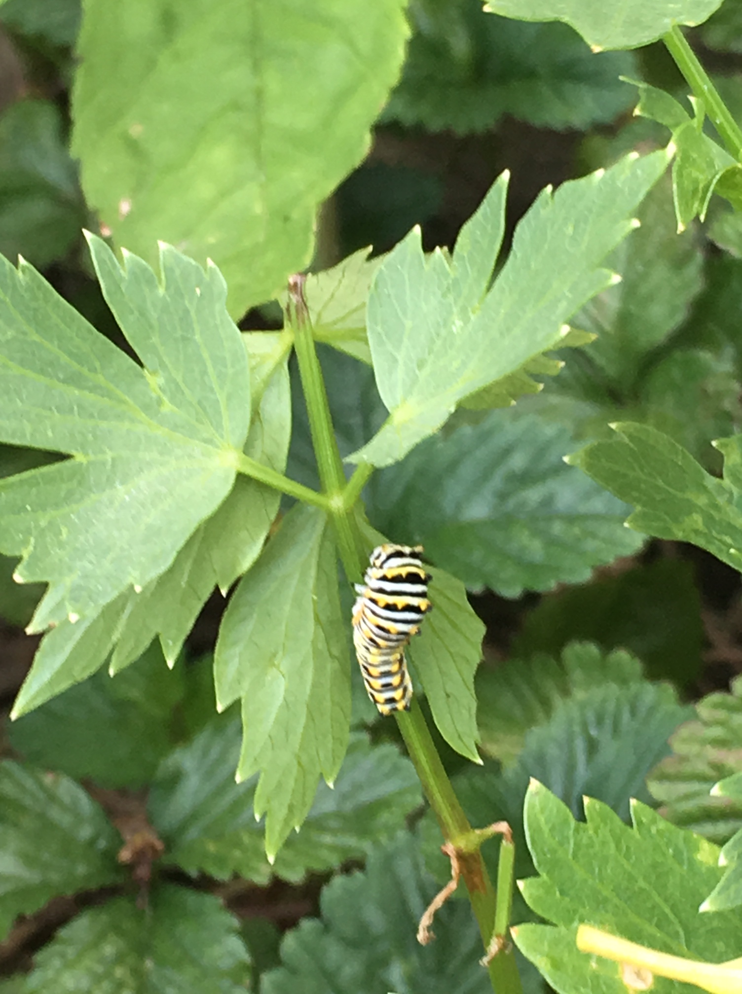 swallowtail 16jun17