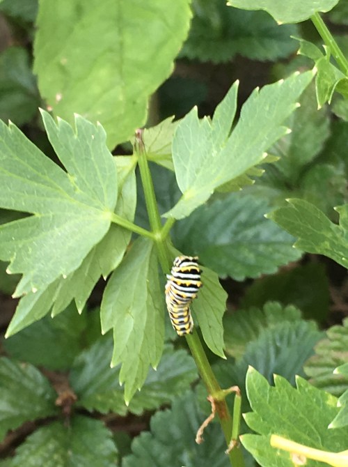 swallowtail 16jun17