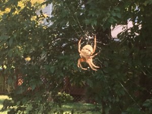 spider 2