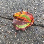 leaf 10oct17