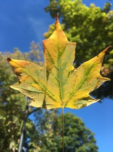 leaf 17oct17