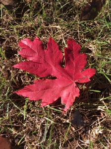 leaf 26oct17