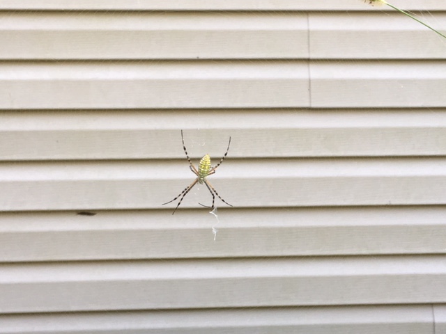argiope aurantia 2