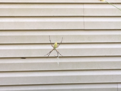 argiope aurantia 2