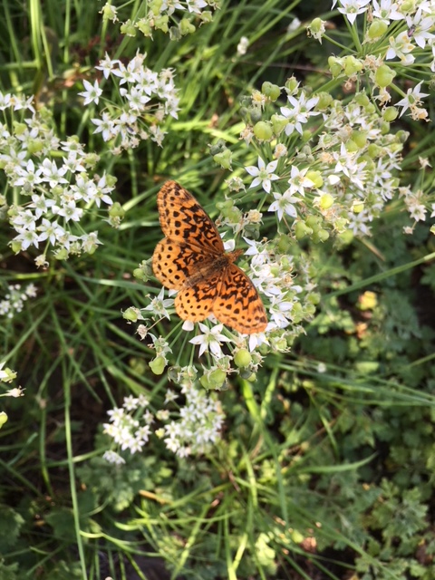 great spangled fritillary on garlic chives