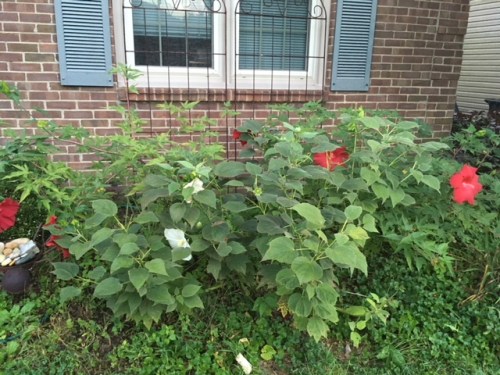 hibiscus in sept