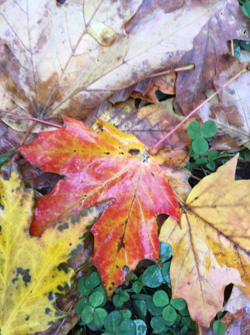 autumn leaves