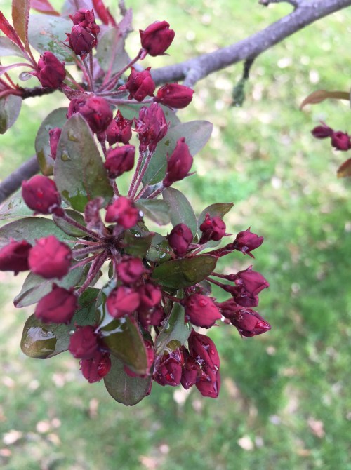 crab apple