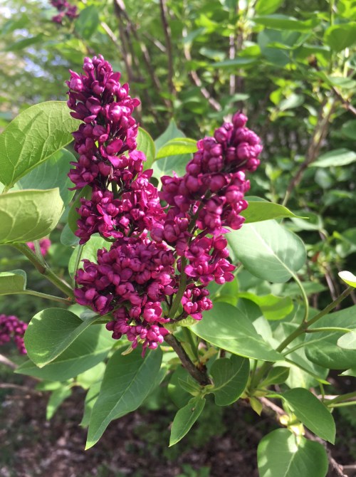lilacs