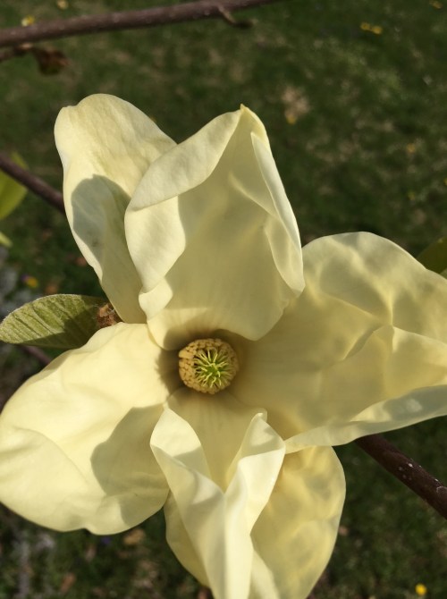 magnolia