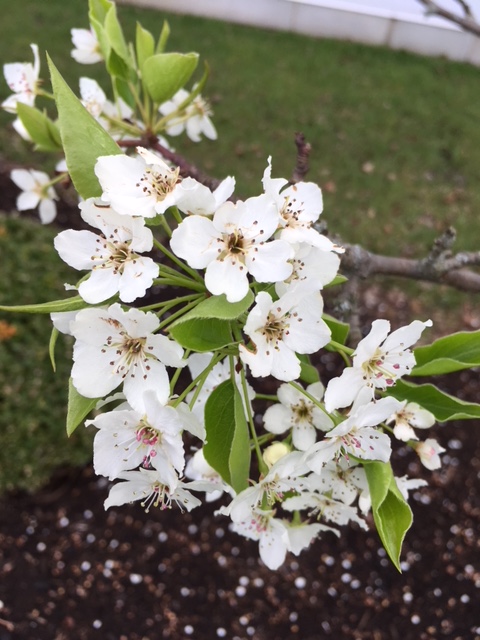 pear blossoms