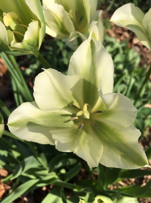 viridiflora