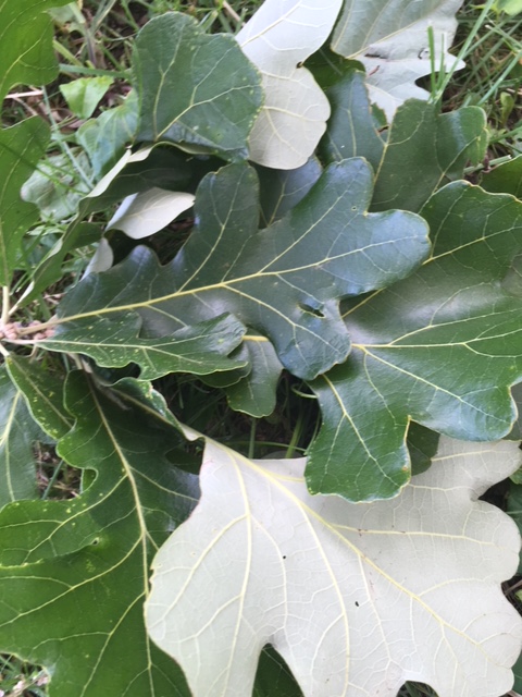 burr oak leaves