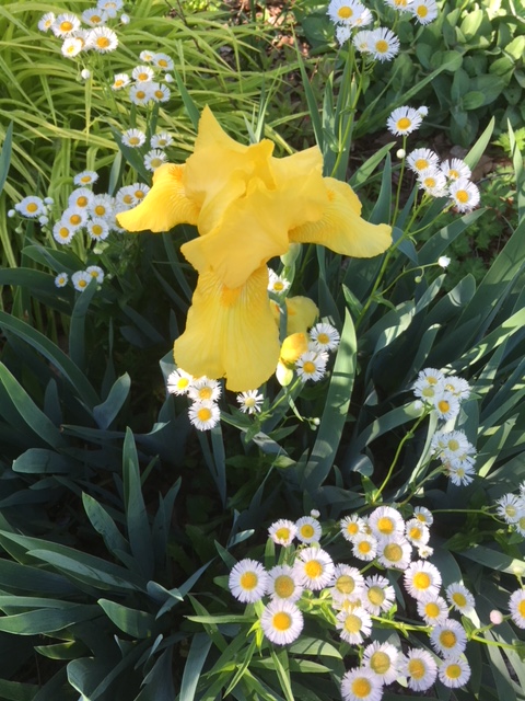 iris and bellis