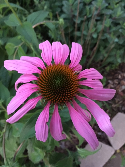 echinacea