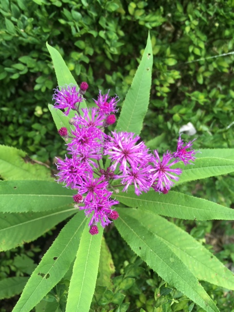 ironweed