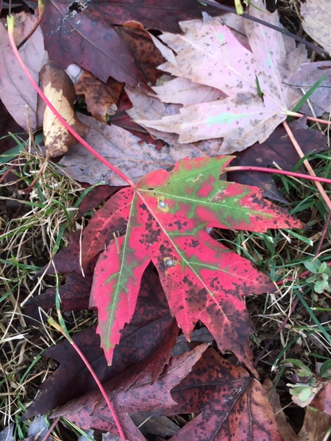 maple leaf
