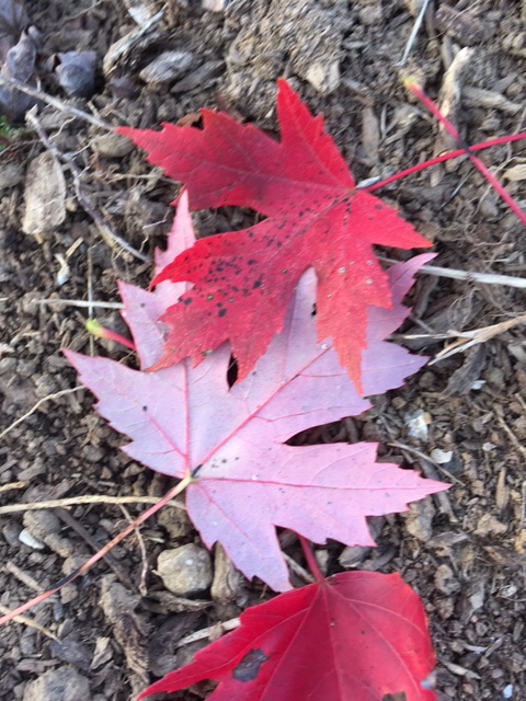 october leaves