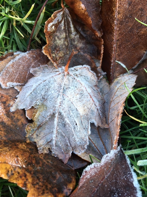 frosted leaves