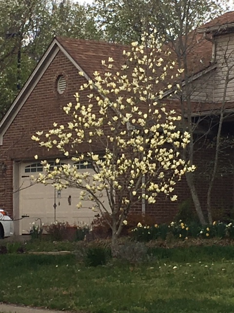yellow magnolia 2