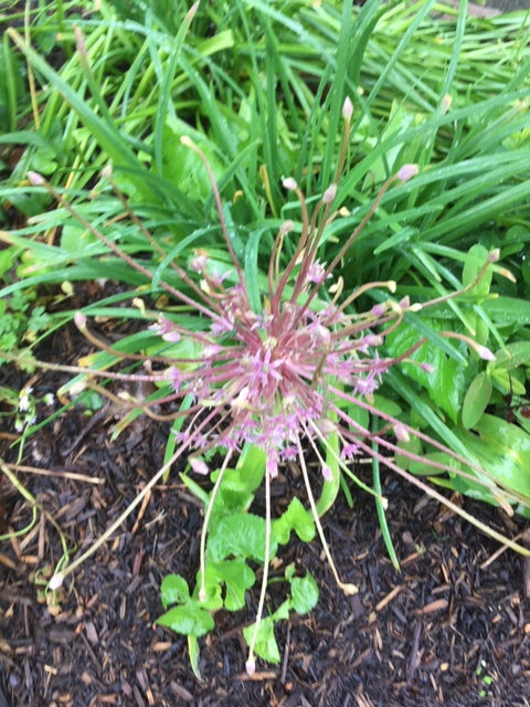 may allium