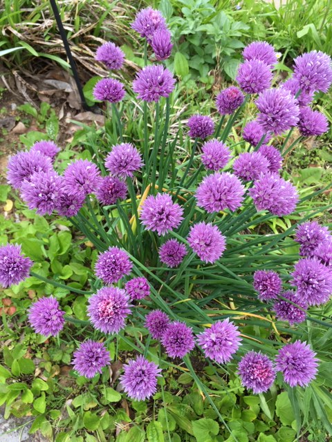 may chives