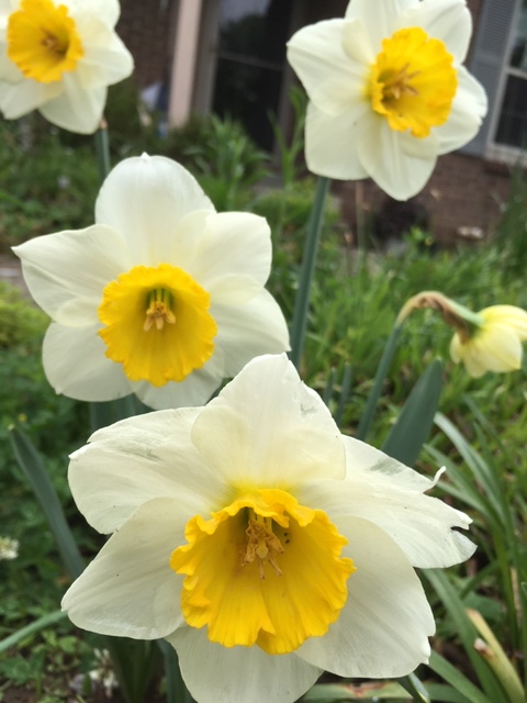 may daffodils