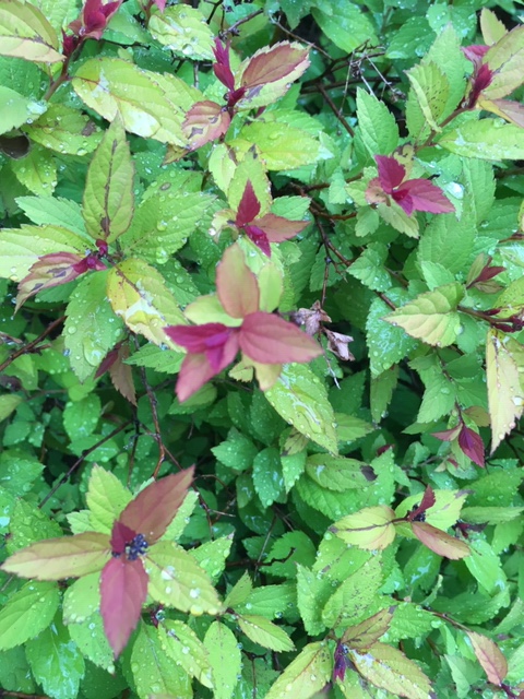 spirea may