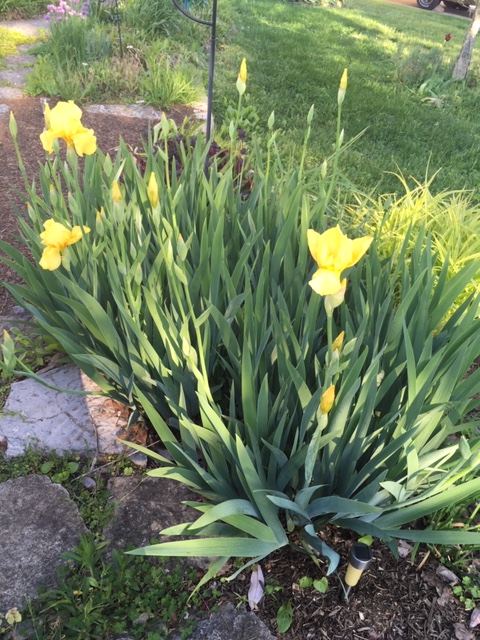 yellow irises 6may20