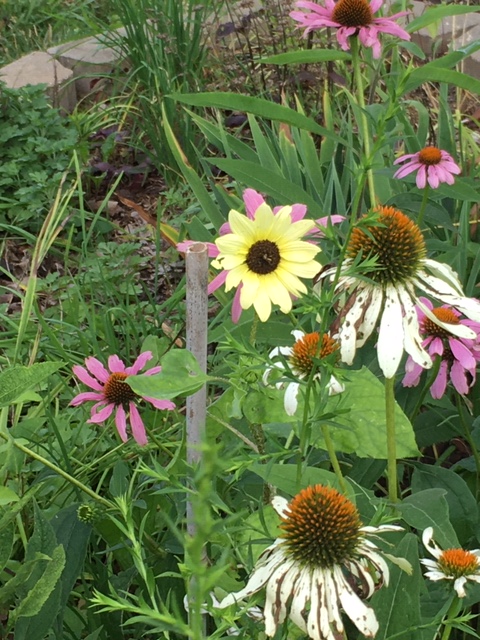 sunflower july