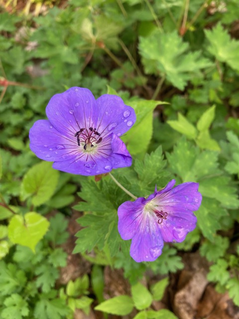 Two five-petaled blue flowers spattered with raindrops