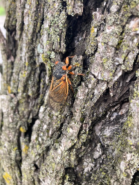 Periodical cicada adult, fully emerged.