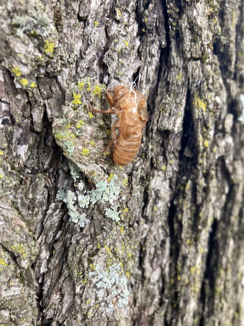 Empty periodical cicada nymph shell.