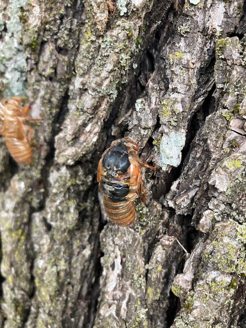 Periodical cicada adult splitting nymph shell.