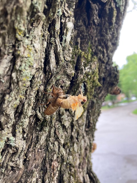 Periodical cicada adult almost free of nymph shell.